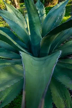 Cactus close-up Stock Photos