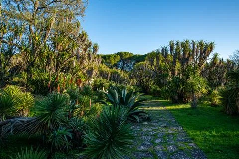 Cactus close-up Stock Photos
