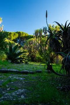Cactus close-up Stock Photos