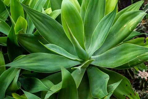 Cactus close-up Stock Photos