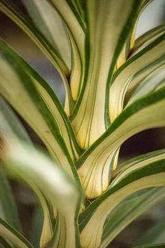 Cactus close-up Stock Photos
