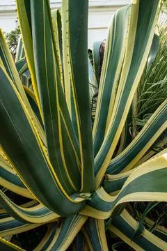 Cactus close-up Stock Photos