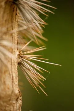 Cactus close-up Stock Photos