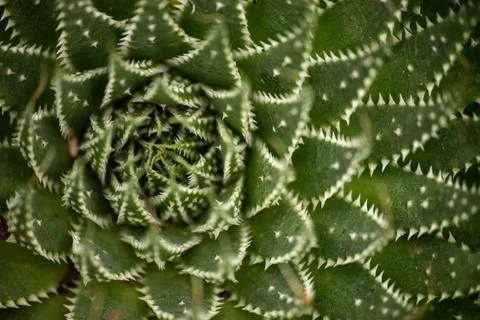 Cactus close-up Foto stock