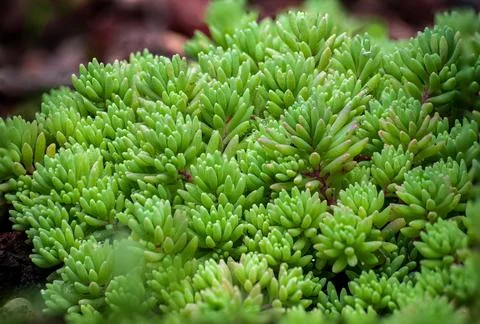 Cactus close-up Stock Photos