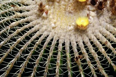 Cactus close up Stock Photos