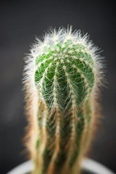 Cactus close up 스톡 사진