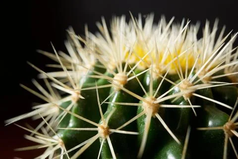 Cactus close up Stock Photos