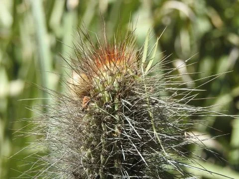Cactus close up picture Stock Photos