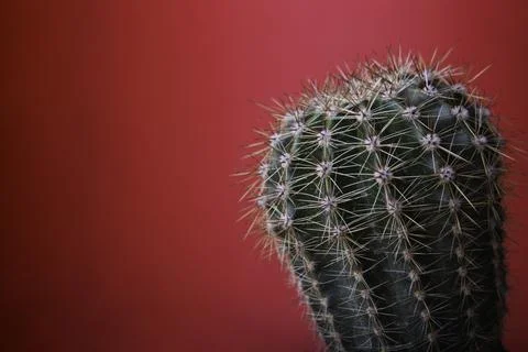 Cactus close-up on a red background Stock Photos
