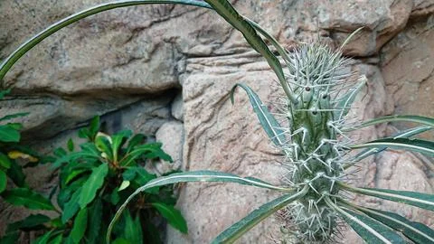 Cactus close-up with rocky background Foto stock