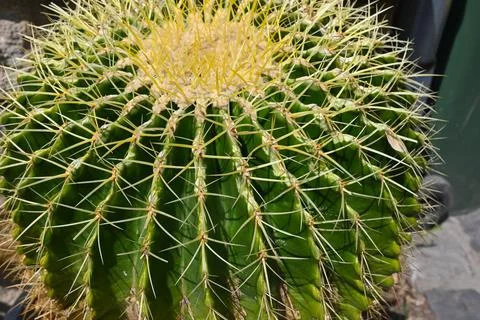 Cactus close-up with sharp spines Fotos Stock