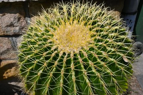 Cactus close-up with sharp spines Fotos de archivo