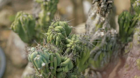 Cactus Close Up Shot Stock Footage 149562340