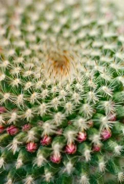 Cactus close-up shot Stock Photos