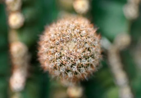 Cactus close-up shot Stock Photos