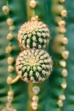 Cactus close-up shot Stock Photos