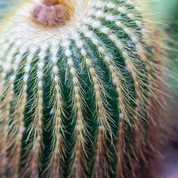 Cactus close up showing sharp yellow spines Stock Photos