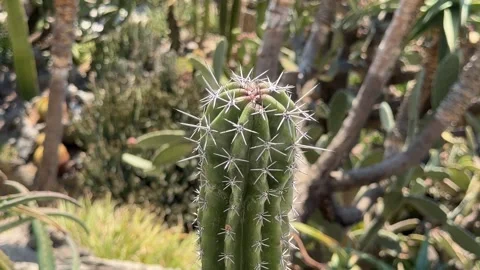 Cactus Close-Up - Static Daytime View Vídeos de archivo 346931257