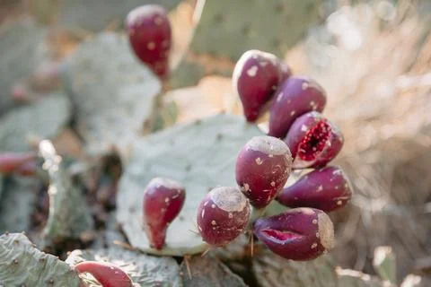 Cactus close-up with sweet fruits. Prickly pear cactus plant exposed to sun.. Stock Photos