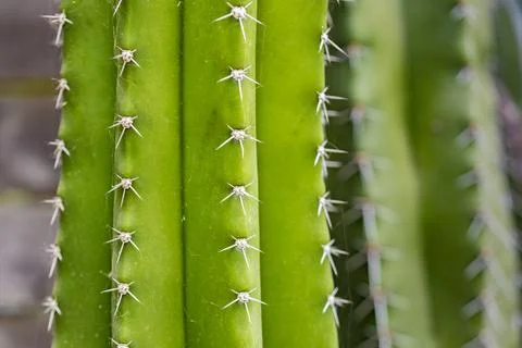 Cactus close up texture Stock Photos