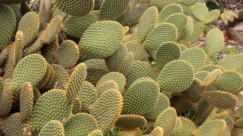 Cactus close-up with textured green pads and yellow spines, suitable for de.. Stock Footage 330493294