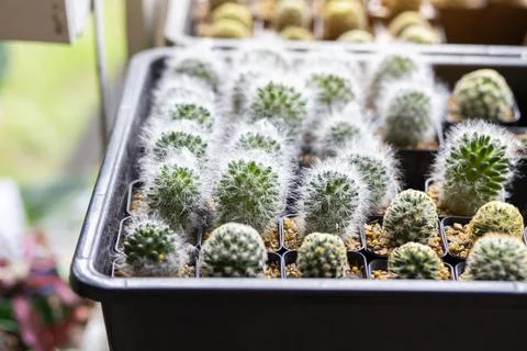 Cactus Close up top view background warm color Stock Photos