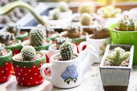 Cactus Close up top view background warm color Stock Photos
