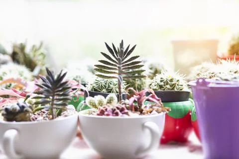 Cactus Close up top view background warm color Stock Photos
