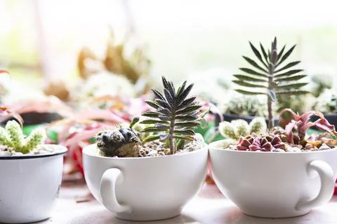 Cactus Close up top view background warm color Stock Photos