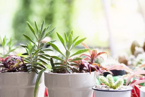 Cactus Close up top view background warm color Stock Photos