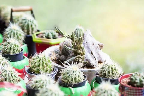 Cactus Close up top view background warm color Stock Photos