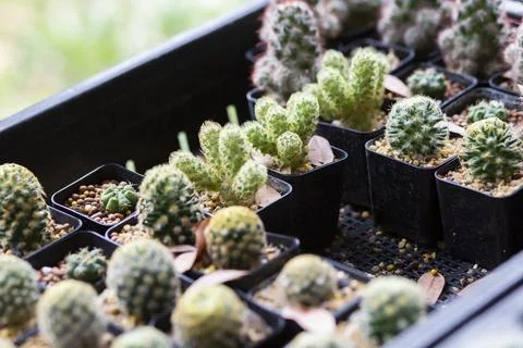 Cactus Close up top view background warm color Stock Photos