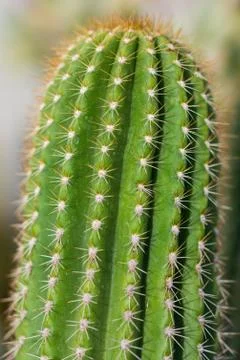 Cactus Close Up View Stock Photos