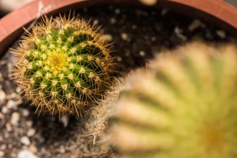 Cactus Close Up View Stock Photos