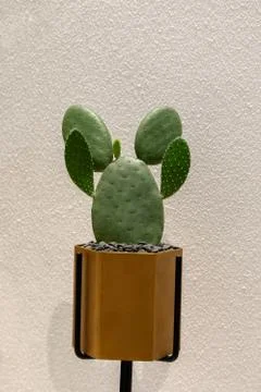 Cactus close up on the wall background. Stock Photos
