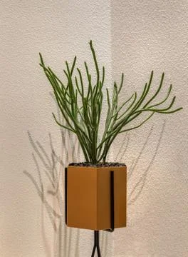 Cactus close up on the wall background. Stock Photos