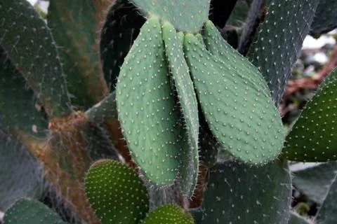 Cactus closeup for background Stock Photos