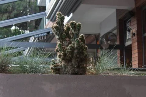 A Cactus Closeup from a Cafe Stock Photos