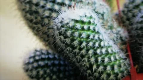 Cactus closeup Stock Footage 12234259
