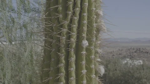 Cactus Closeup in Joshua Tree Stock Footage