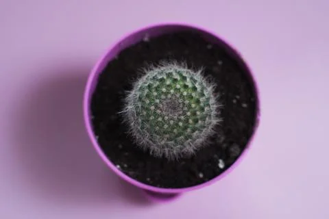 Cactus closeup, large spines, Foto stock