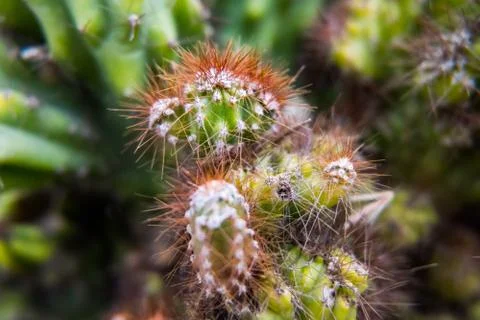 Cactus closeup macro view. Stock-Fotos