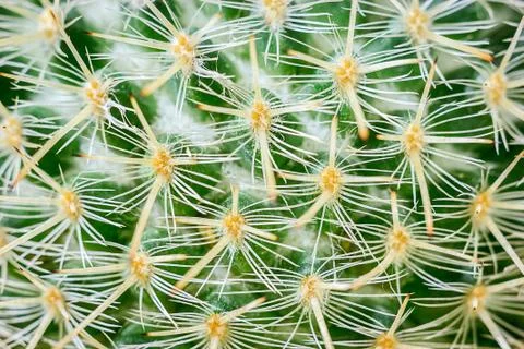 Cactus closeup Stock Photos