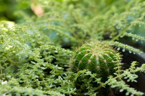 Cactus closeup. Stock Photos