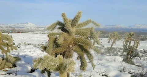 Cactus Closeup with snow in the background Video stock 104225590