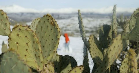 Cactus Closeup with Snow in the Background Stock Footage 105138433