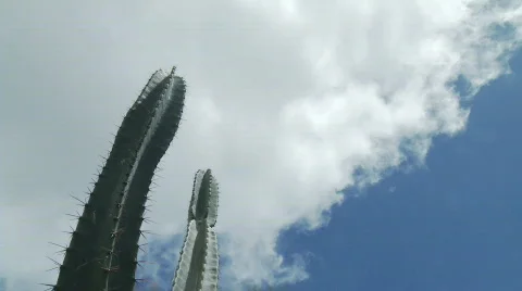 Cactus cloud real time Stock Footage