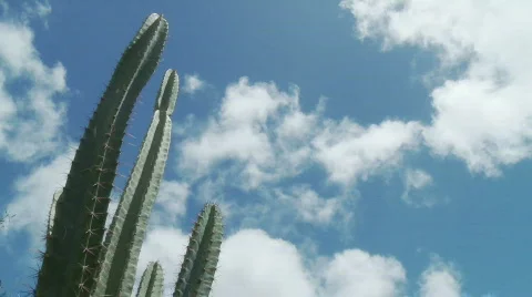 Cactus cloud time lapse Stock Footage 673298