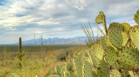 Cactus Clouds 1 Video stock 53771339